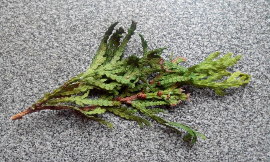 Можжевельник Бартон