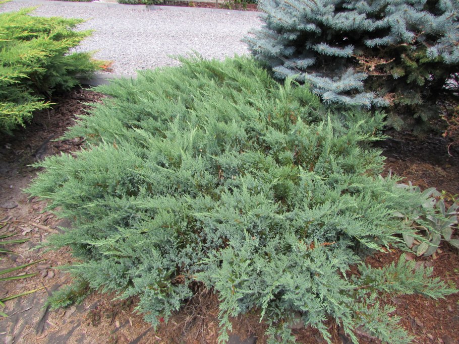 Можжевельник принц Уэльса