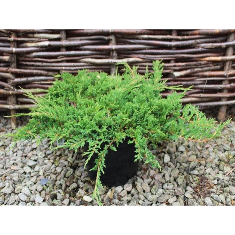 Можжевельник горизонтальный принц Уэльский
