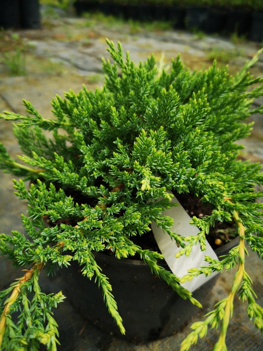 Можжевельник горизонтальный Prince of Wales