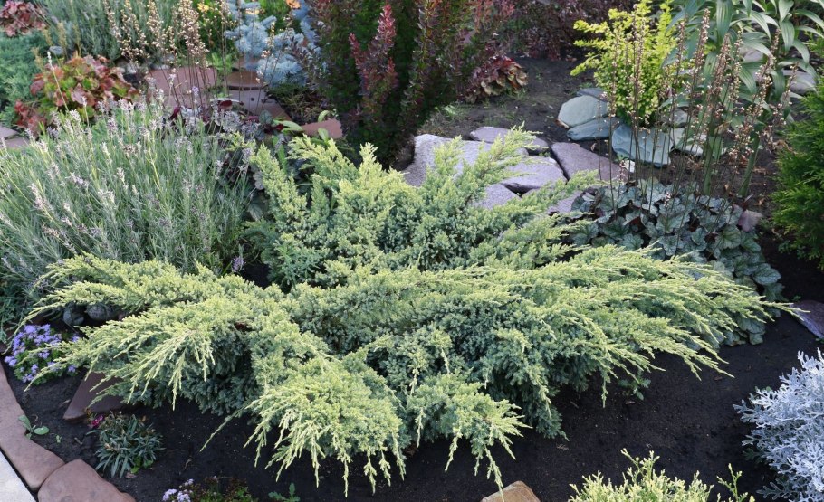 Можжевельник горизонтальный принц оф Уэльс