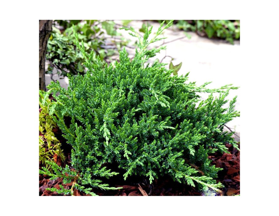 Juniperus Prince of Wales pa