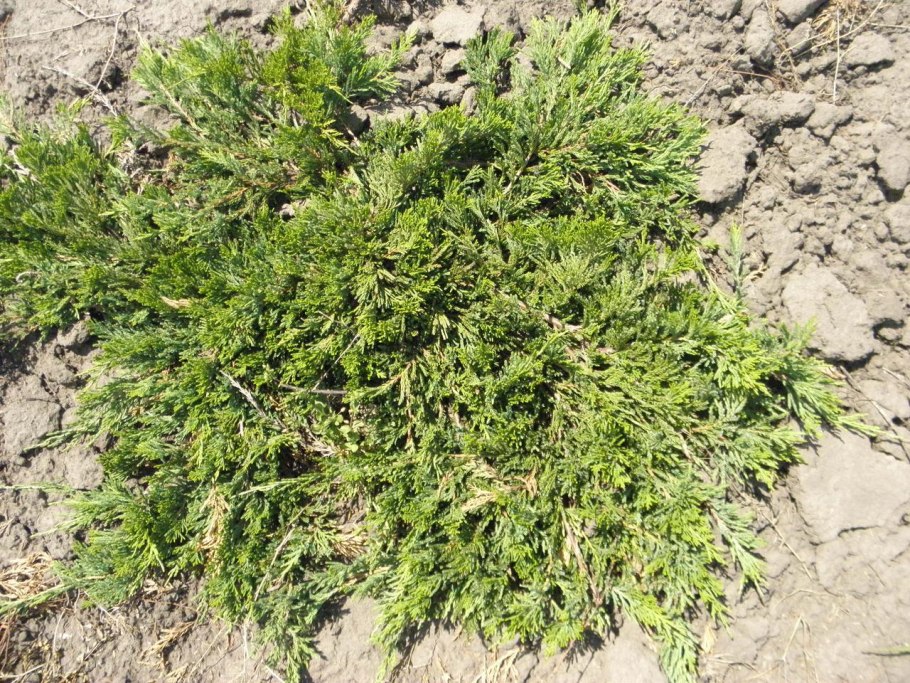 Можжевельник горный принц оф Валес