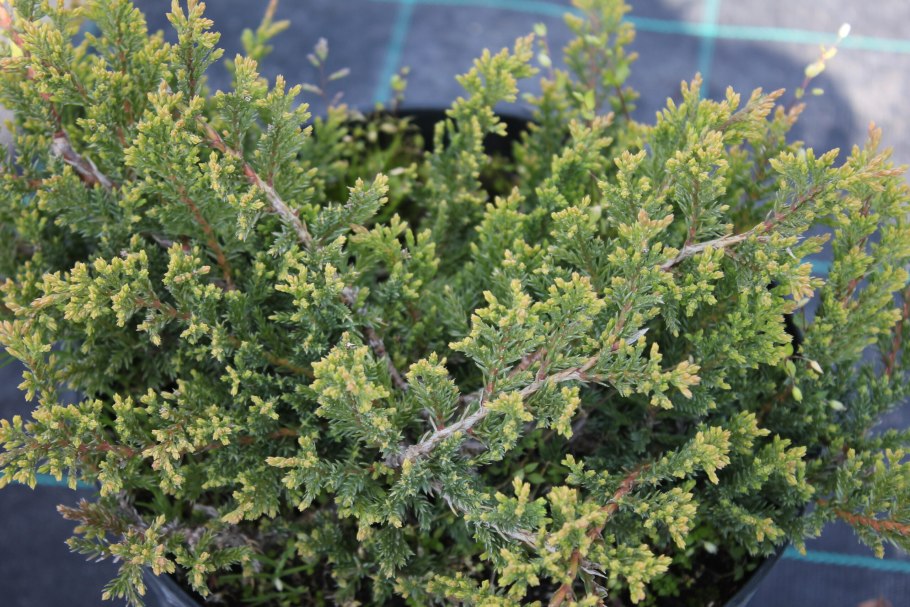 Можжевельник китайский голдферн