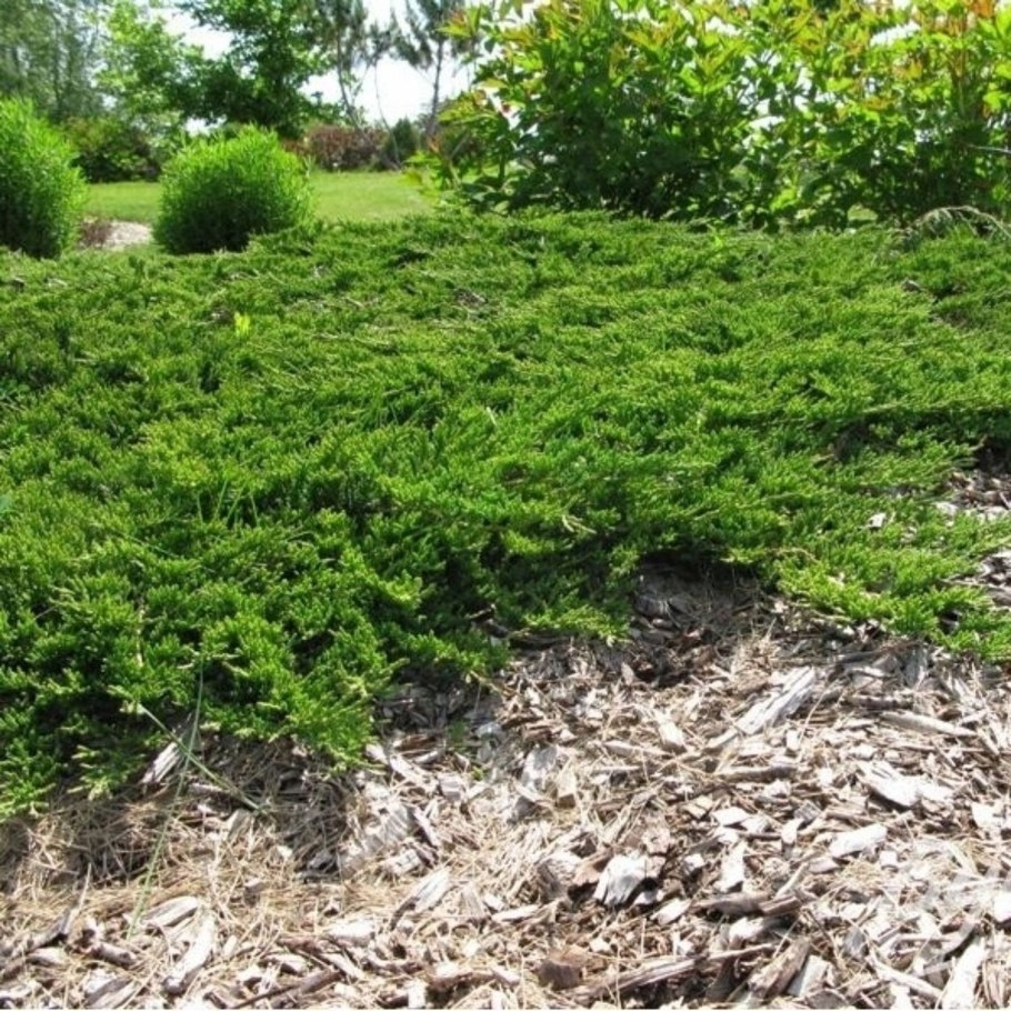 Можжевельник горизонтальный принц Уэльский