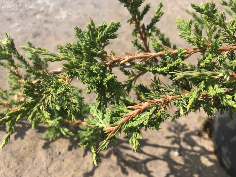 Можжевельник горизонтальный принц Уэльский