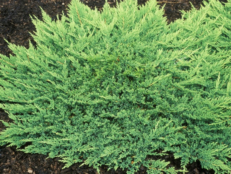 Можжевельник горизонтальный Юкон Бель