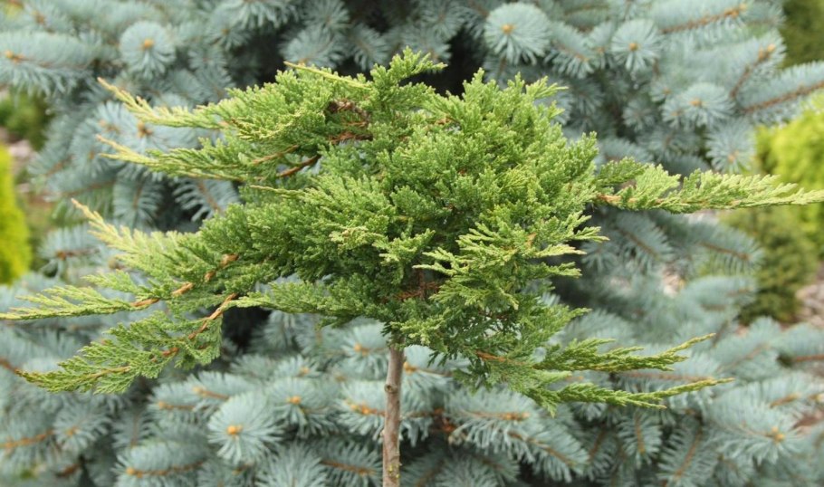 Можжевельник горизонтальный «Prince of Wales» или «Andorra compaсt»