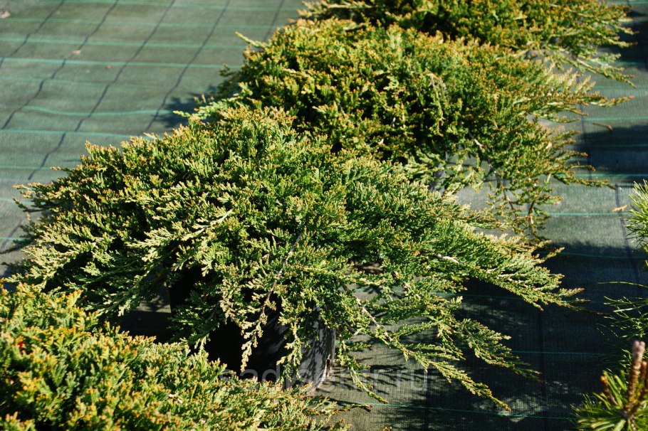Можжевельник горизонтальный принц Уэльский Juniperus horizontalis '