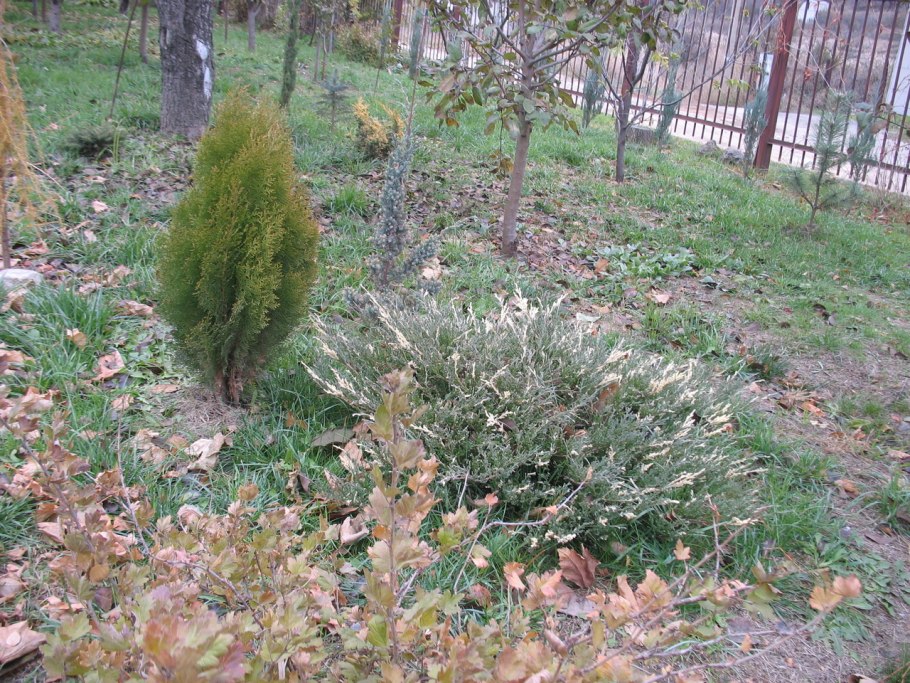 Можжевельник горизонтальный принц оф Уэльс