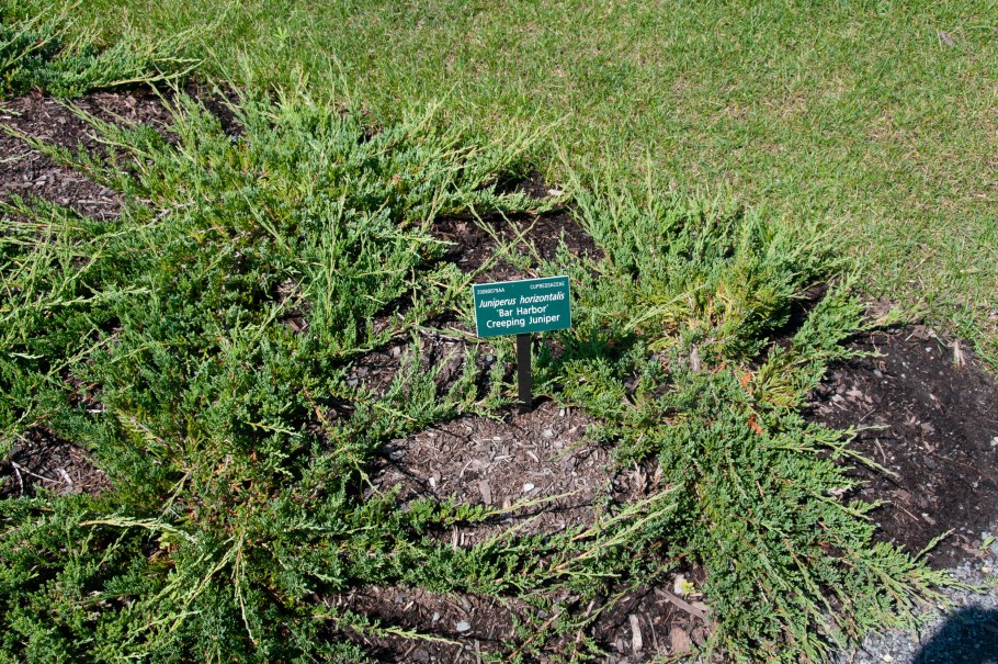 Можжевельник Вилтони