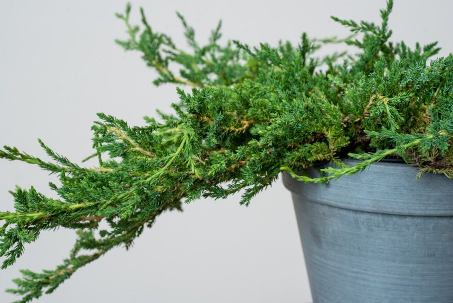 Можжевельник горохоплодный принц оф Валес