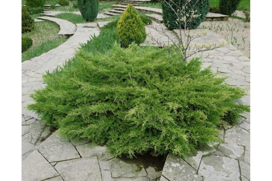 Можжевельник Andorra compacta