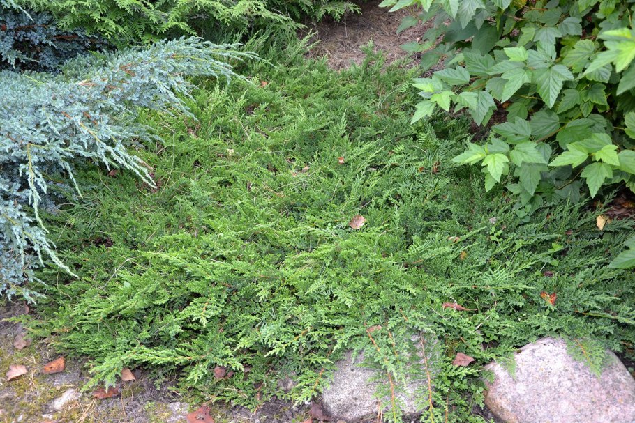 Можжевельник горизонтальный Принс оф Уэллс