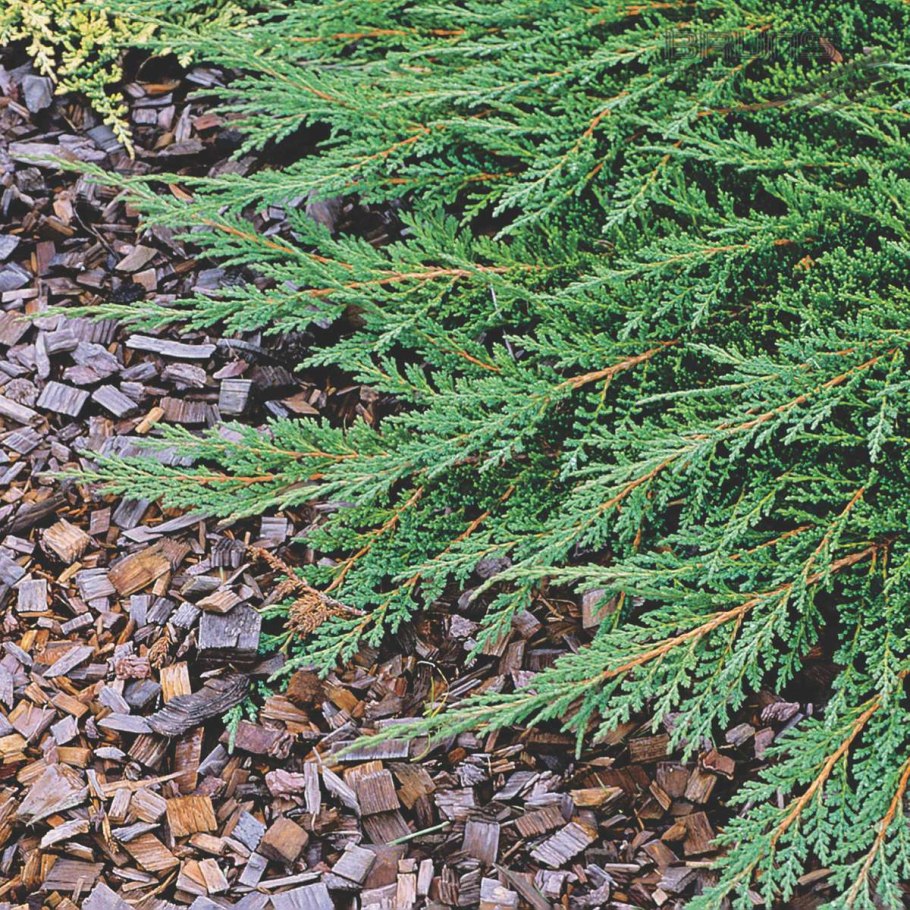 Можжевельник горизонтальный принц Уэльский