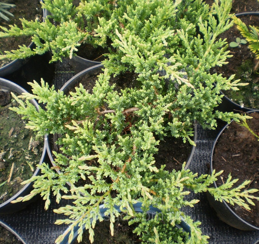 Можжевельник Prince of Wales