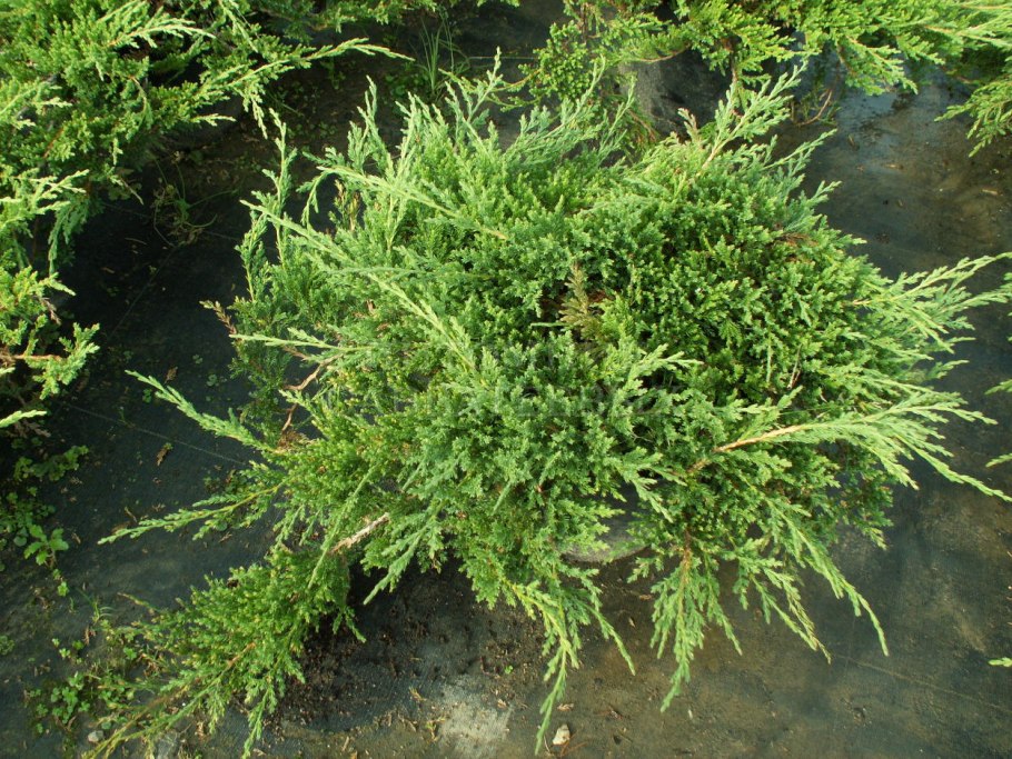 Можжевельник принц Уэльский на штамбе