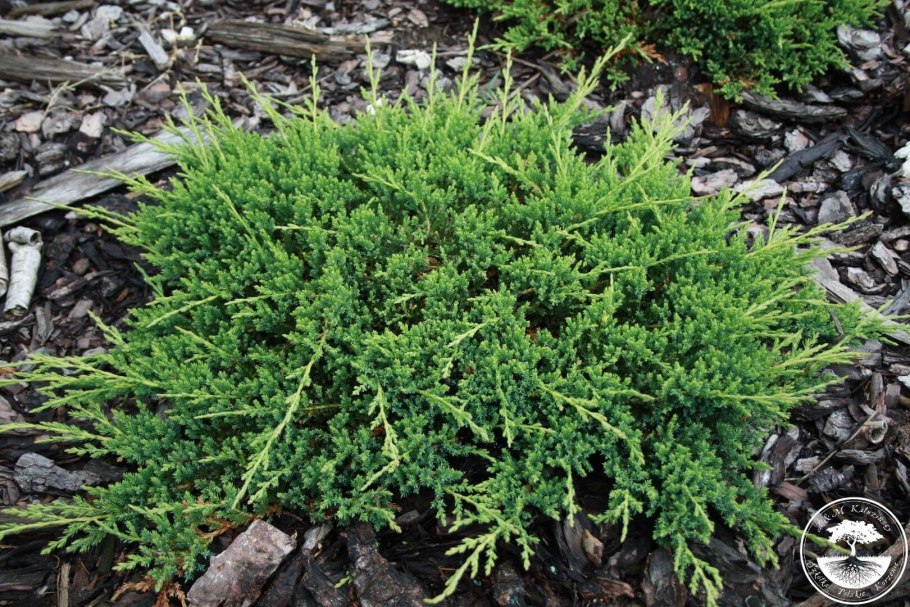 Можжевельник горизонтальный Prince of Wales с5 h30-40см