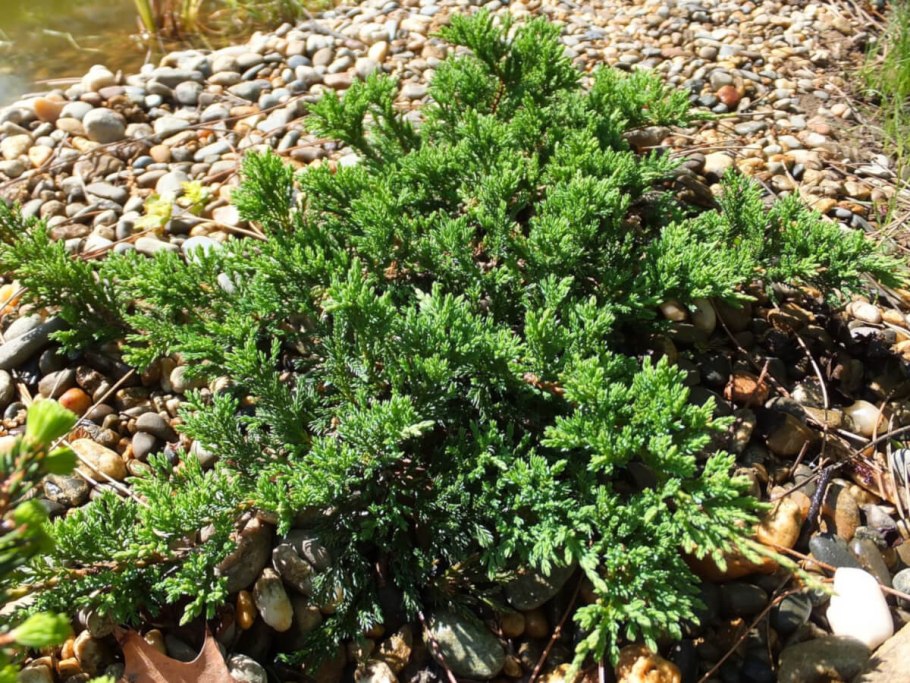 Можжевельник Prince of Wales