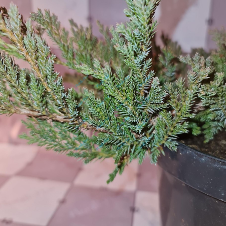 Juniperus horizontalis