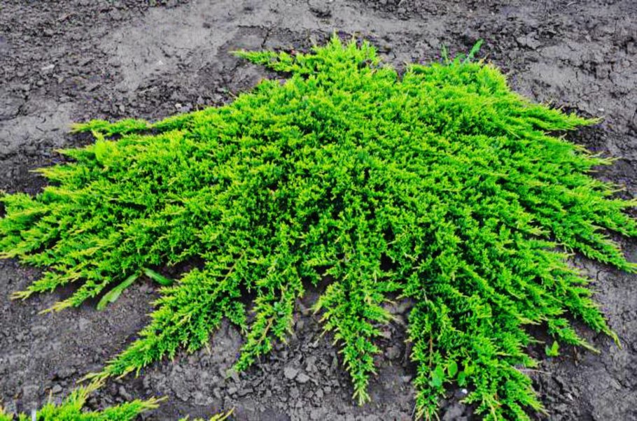 Можжевельник горизонтальный Блю чип