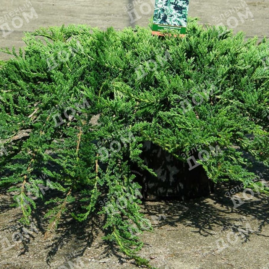 Можжевельник горизонтальный принц Уэльский