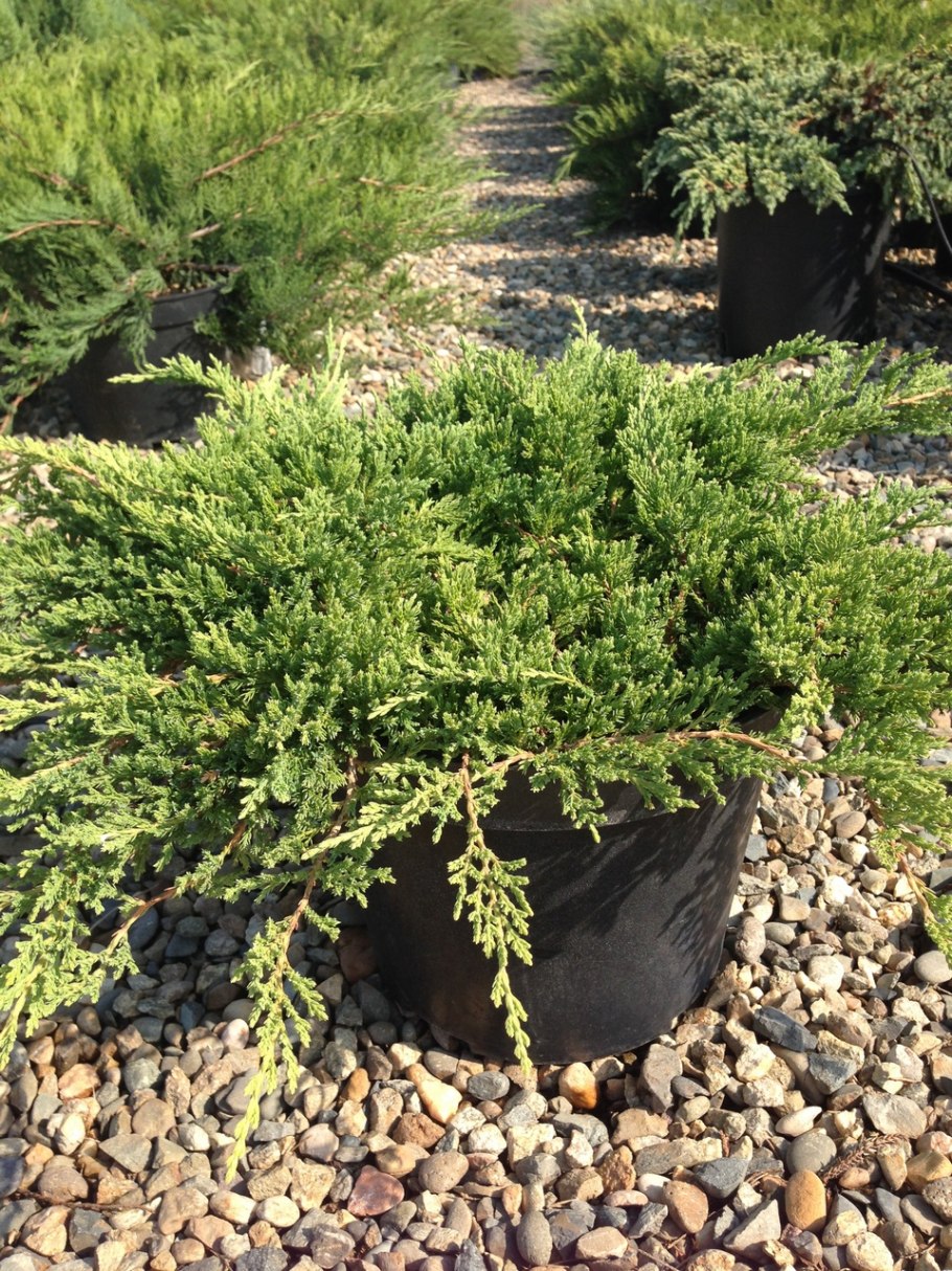 Juniperus horizontalis 'Neumann'