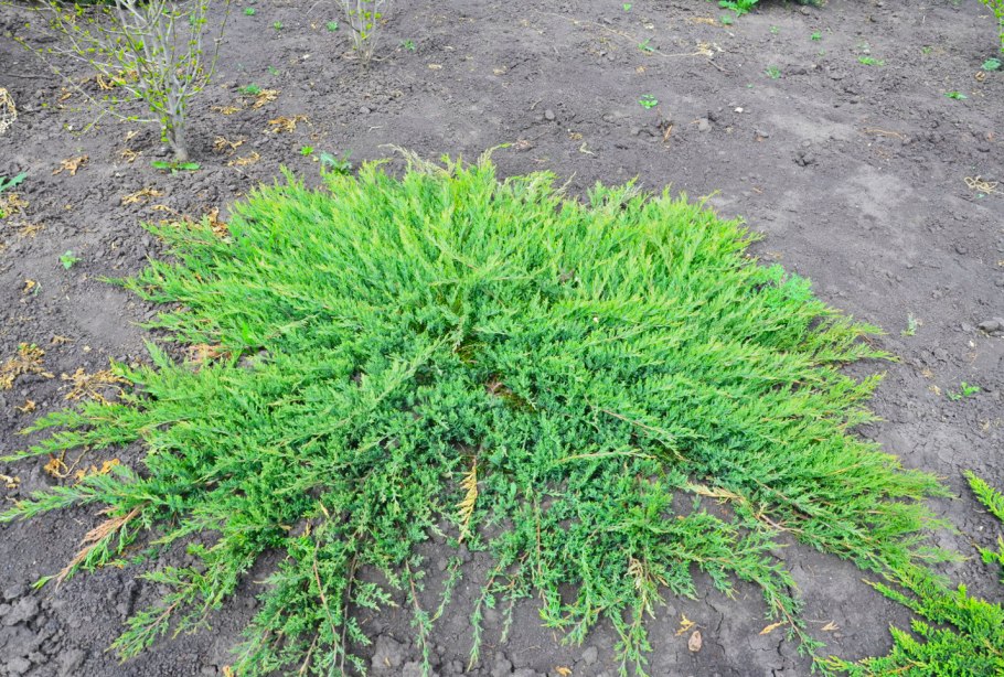 Можжевельник Prince of Wales