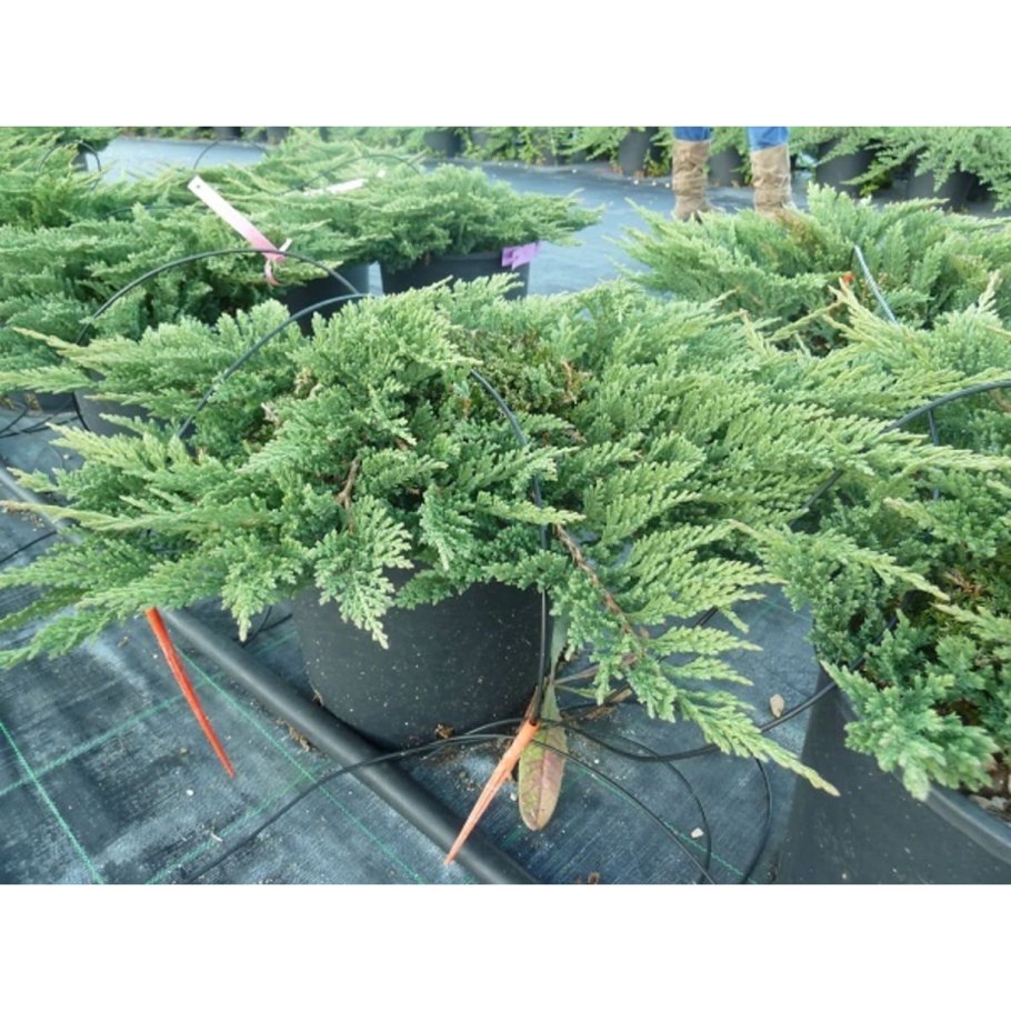 Можжевельник горизонтальный принц Уэльский