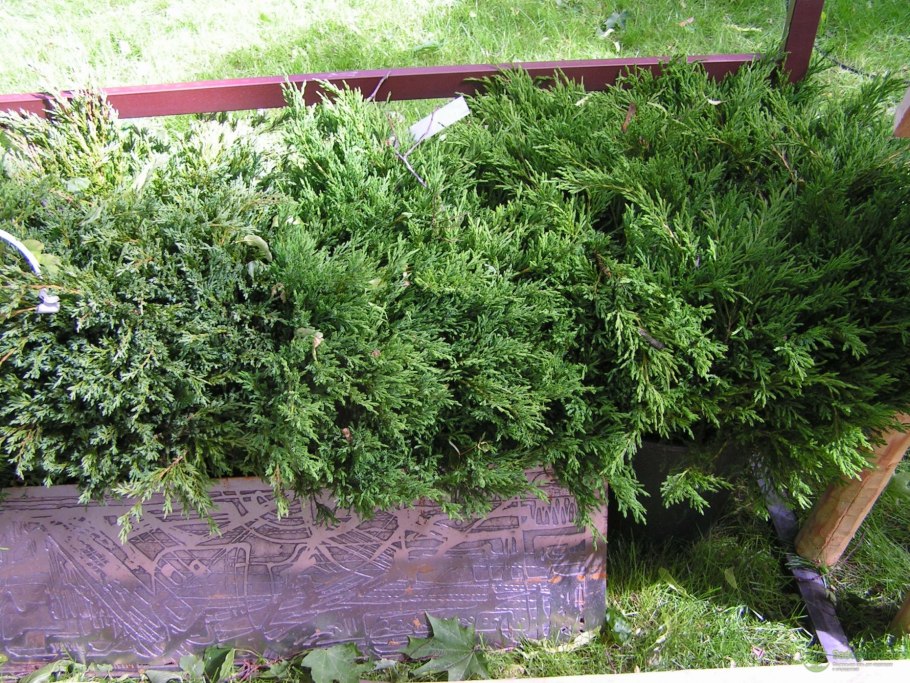 Можжевельник горизонтальный 'Prince of Wales' 30-35