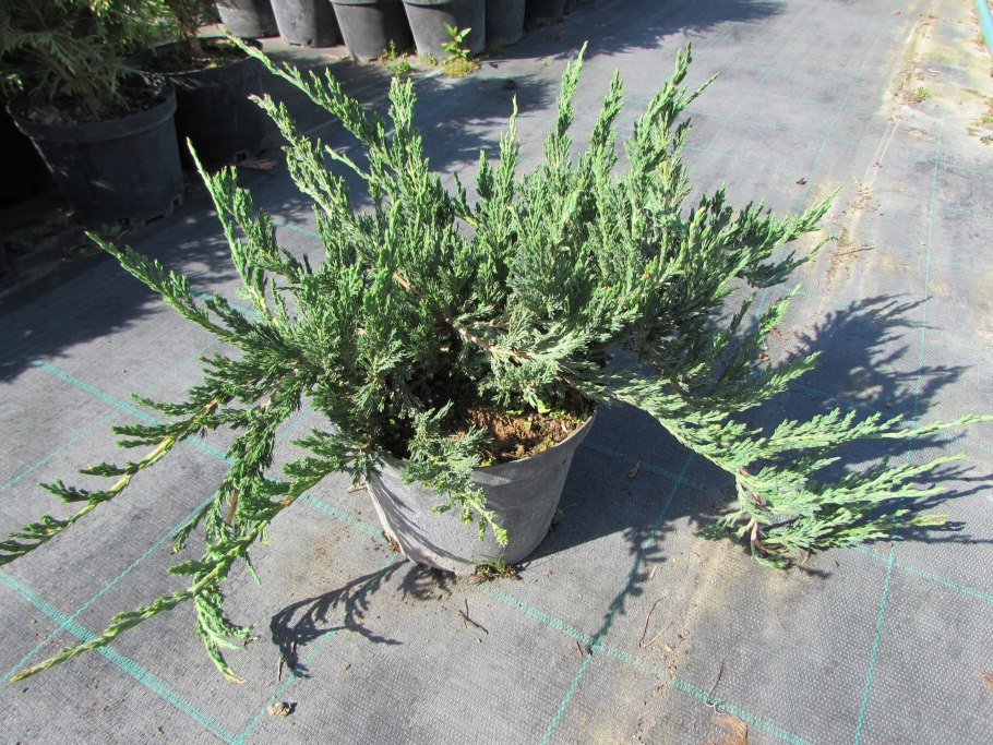 Можжевельник принц оф Валес