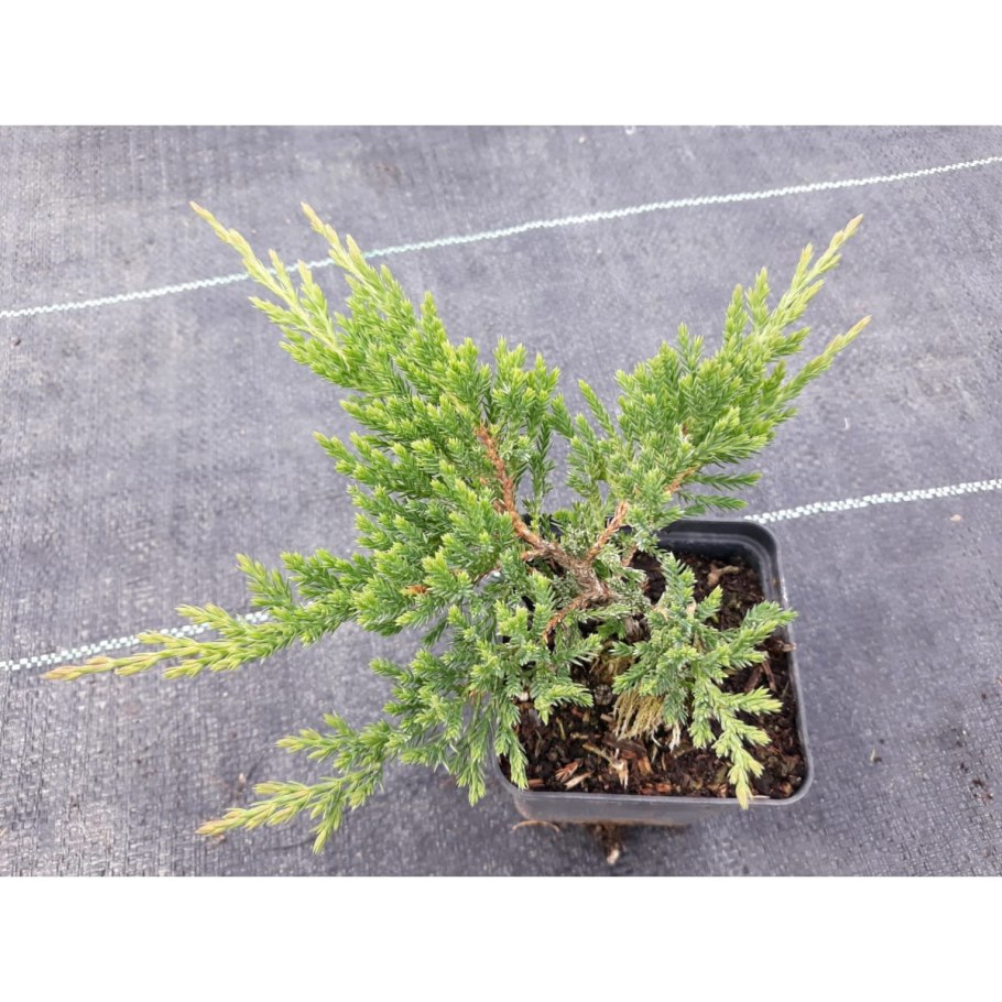 Можжевельник минт джулеп