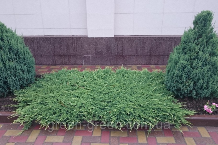 Можжевельник принц оф Валес