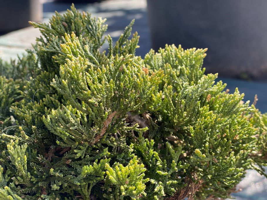 Можжевельник Prince of Wales