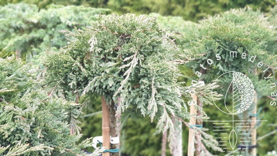 Можжевельник принц уэльский на штамбе