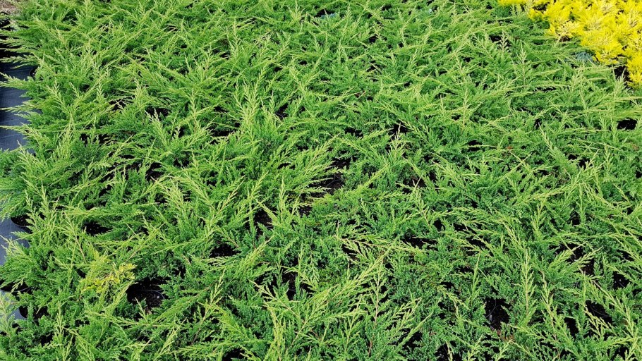 Можжевельник Уэльский