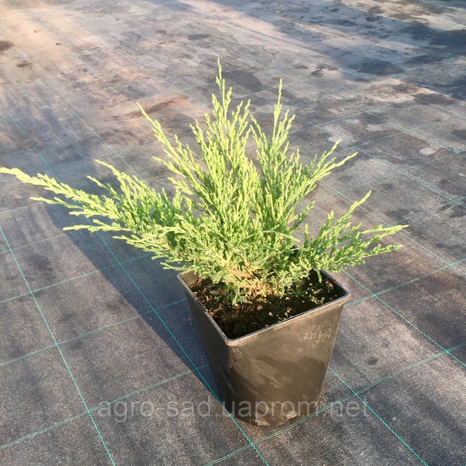 Кипарисовик принц Уэльский