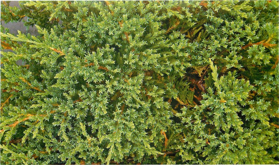 Можжевельник принц Уэльский на штамбе