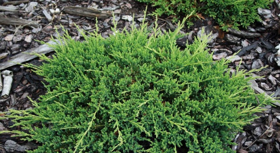 Juniperus horizontalis Prince of Wales