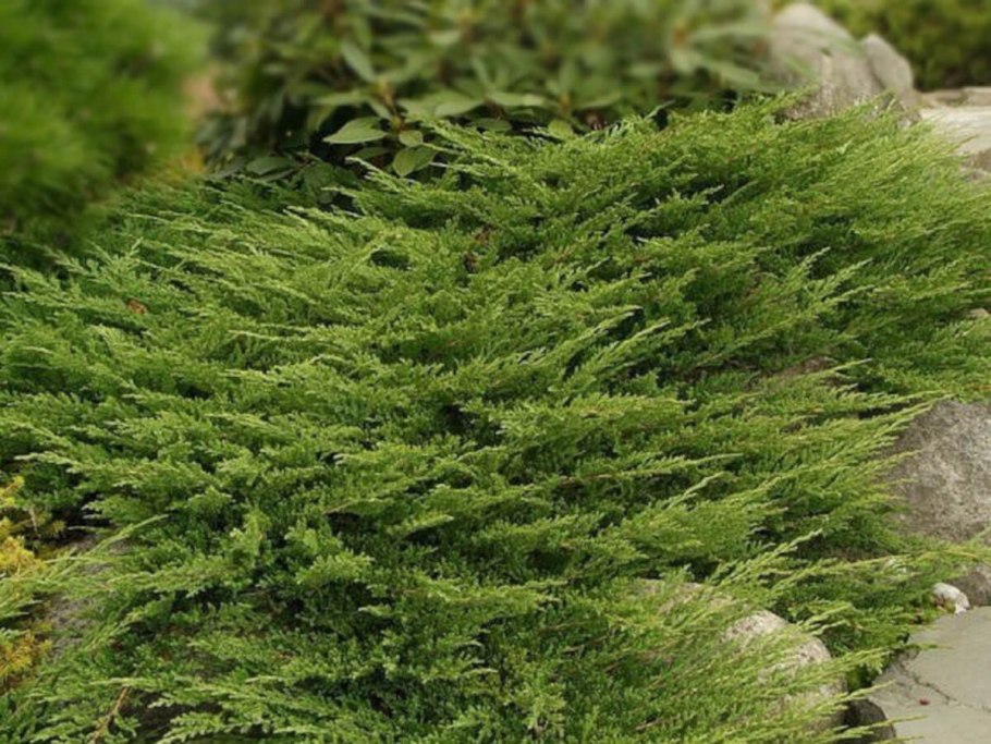 Можжевельник принц оф Валес