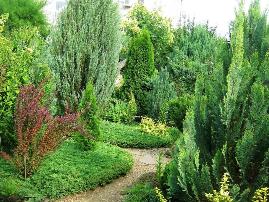 Можжевельник принц Уельс