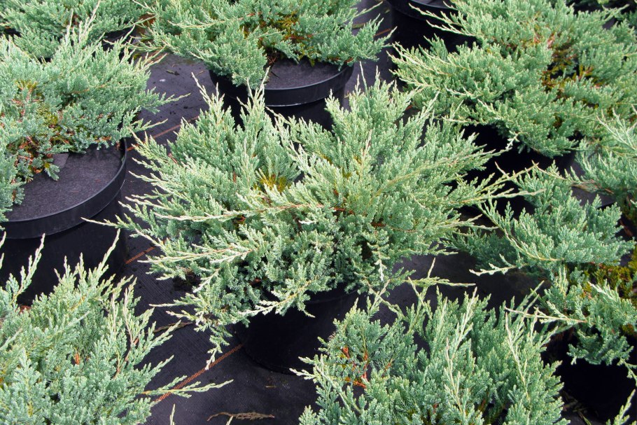 Juniperus horizontalis Hughes