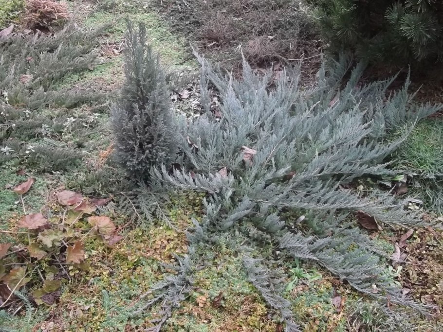 Можжевельник казацкий блю чип