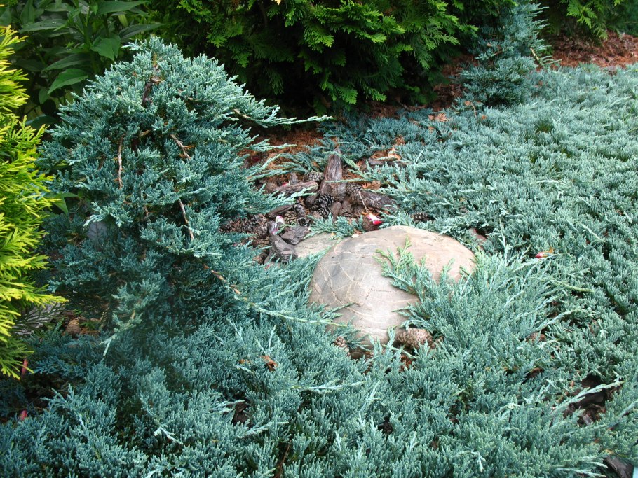 Juniperus horizontalis Hughes