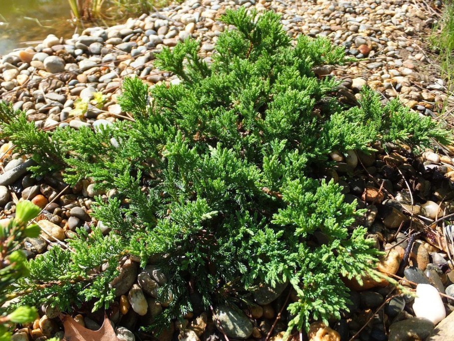 Можжевельник prince of wales