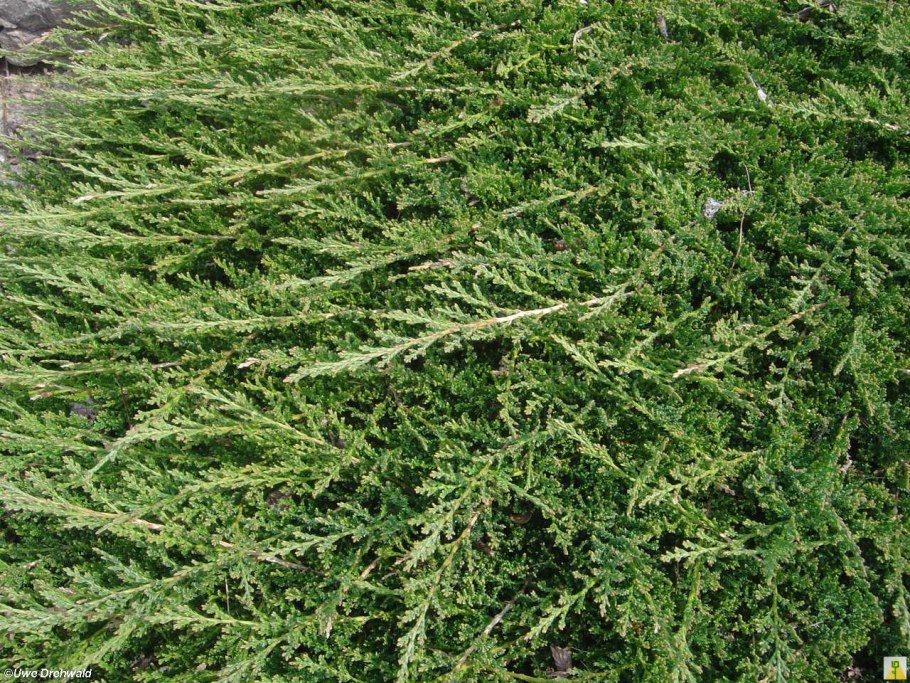 Можжевельник горизонтальный принц Уэльский