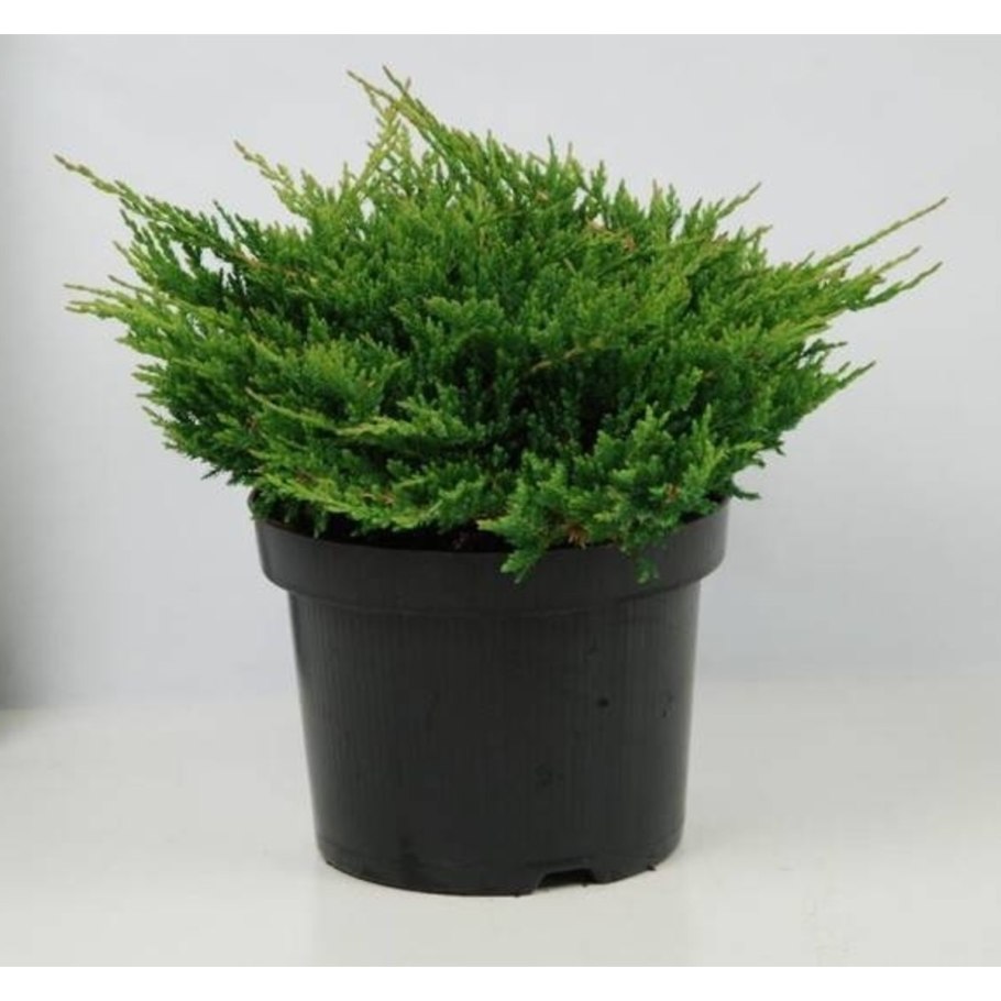 Можжевельник горизонтальный Wiltonii