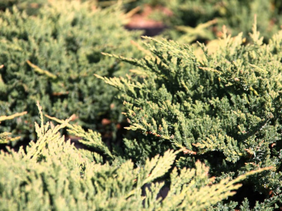 Ложнощитовка на туях