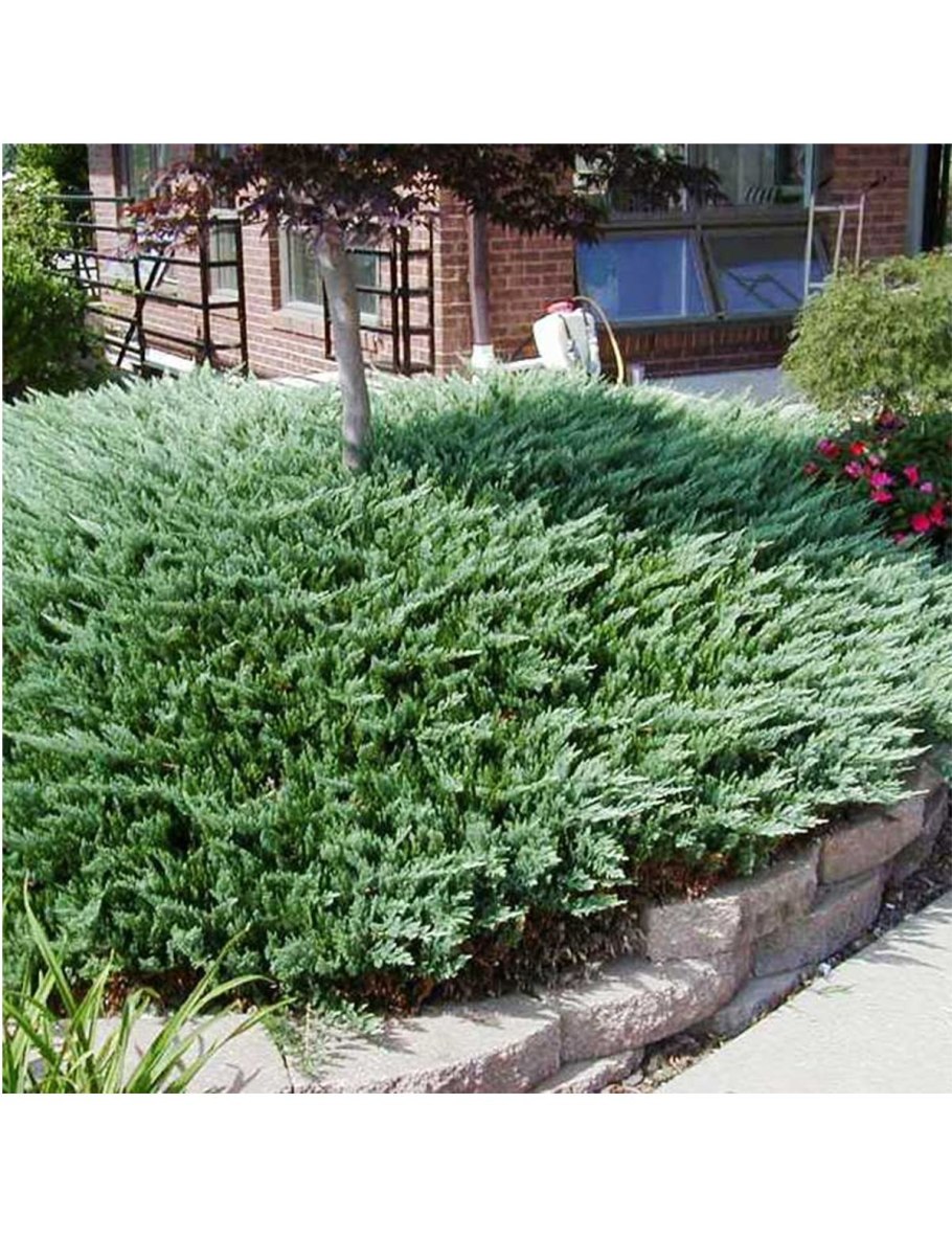 Можжевельник принц Уэльский на штамбе