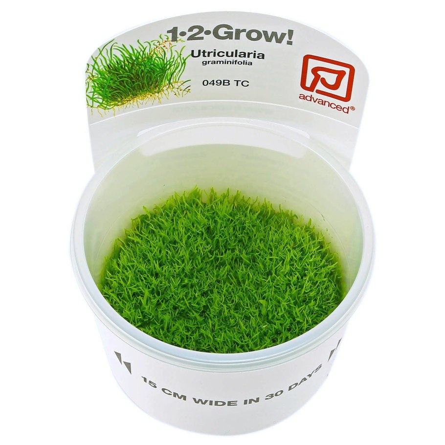 Элеохарис вивипара Ситняг живородящий Eleocharis vivipara